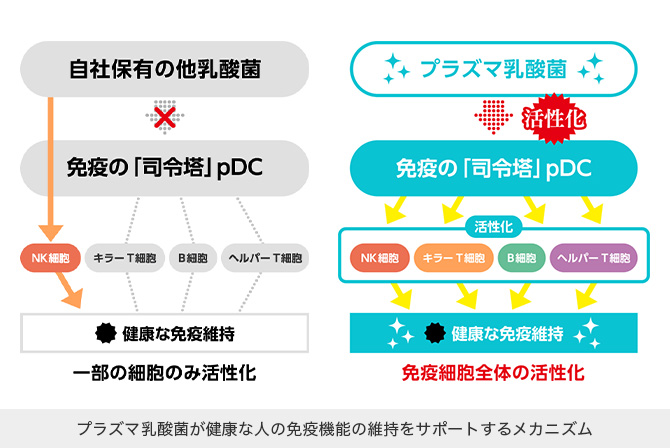 プラズマ乳酸菌が健康な人の免疫機能の維持をサポートするメカニズム 自社保有の他乳酸菌の場合、一部の細胞のみ活性化されるが、プラズマ乳酸菌の場合、免疫の「司令塔」pDCに働きかけることで、NK細胞・キラーT細胞・B細胞・ヘルパーT細胞といった免疫細胞全体の活性化に繋がり、健康な免疫維持をサポート